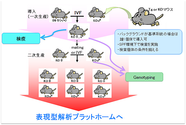 表現型解析プラットホームへ