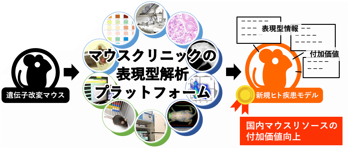 マウス表現型解析技術室